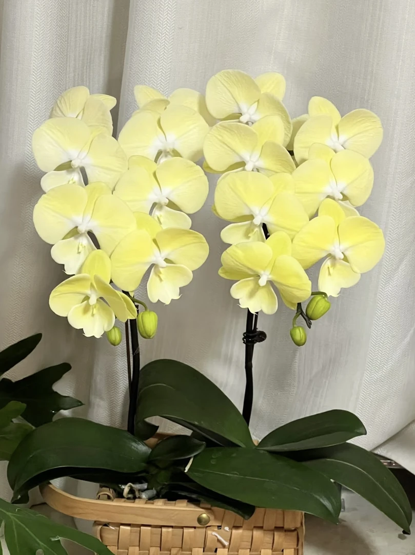 《星月》蝴蝶兰3.5成熟苗无花无剑室内盆栽植物基地直发