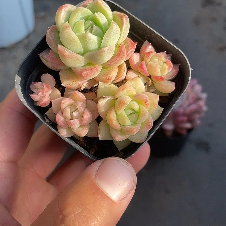 红女王福利一物一拍