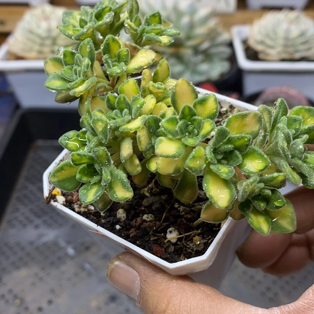 10165 仙童唱锦自然群