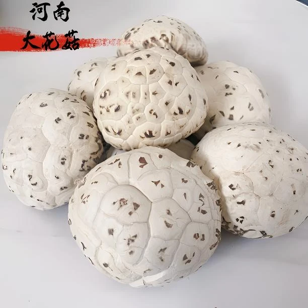 河南泌阳特产新鲜大花菇香菇蘑菇冬菇干花菇菇香肉厚胖大发优选