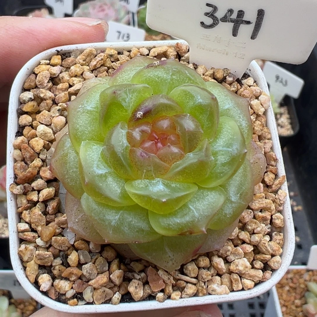 341号无尽灯小叶伤