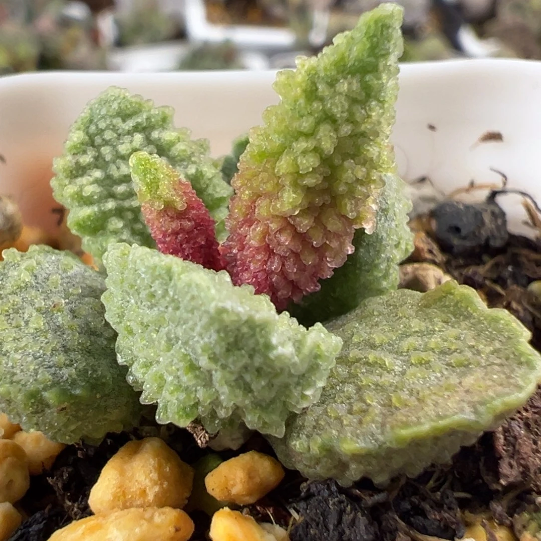 实生新品多肉植物水泡多肉植物