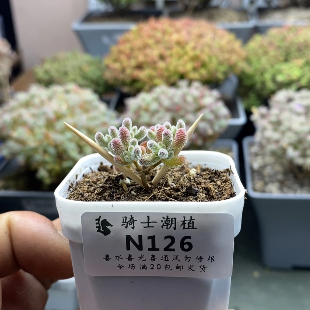 空*126精控优选冰晶