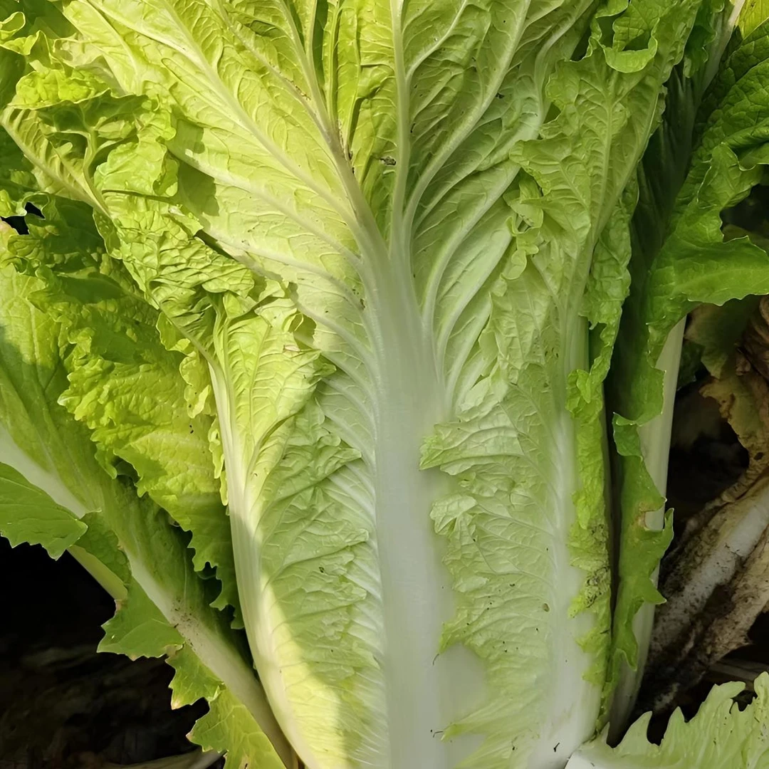 【酸菜王大白菜种子】黄心白菜秋冬耐储存大白菜