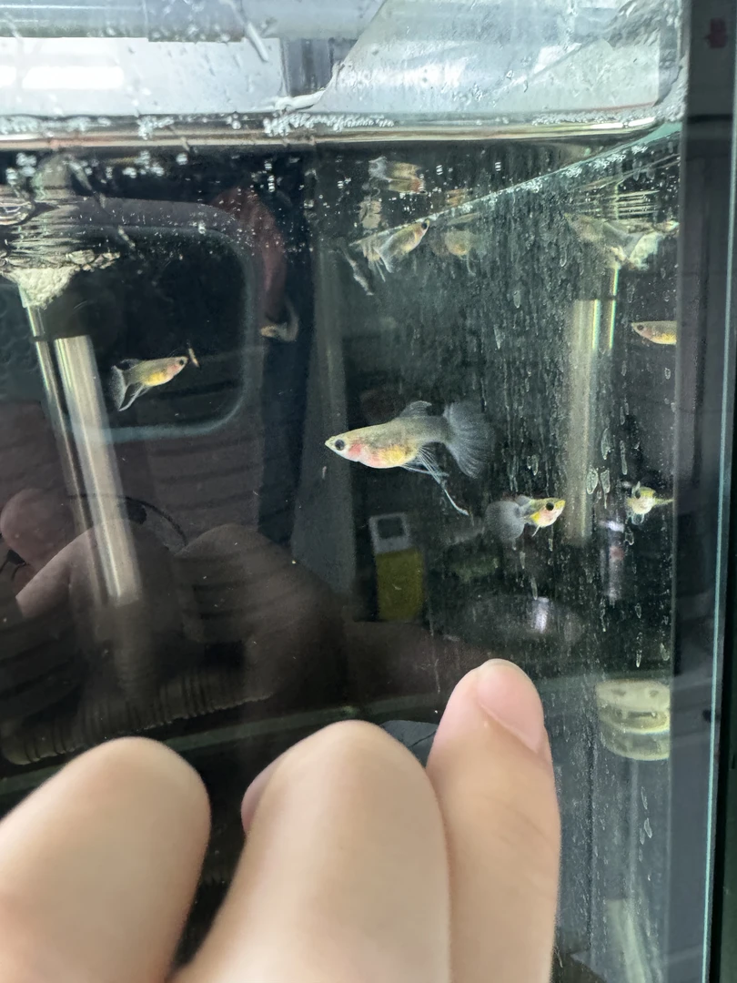 黄化蓝礼服大C孔雀鱼（入缸不赔拍完整开箱视频报损，无视频无售后）