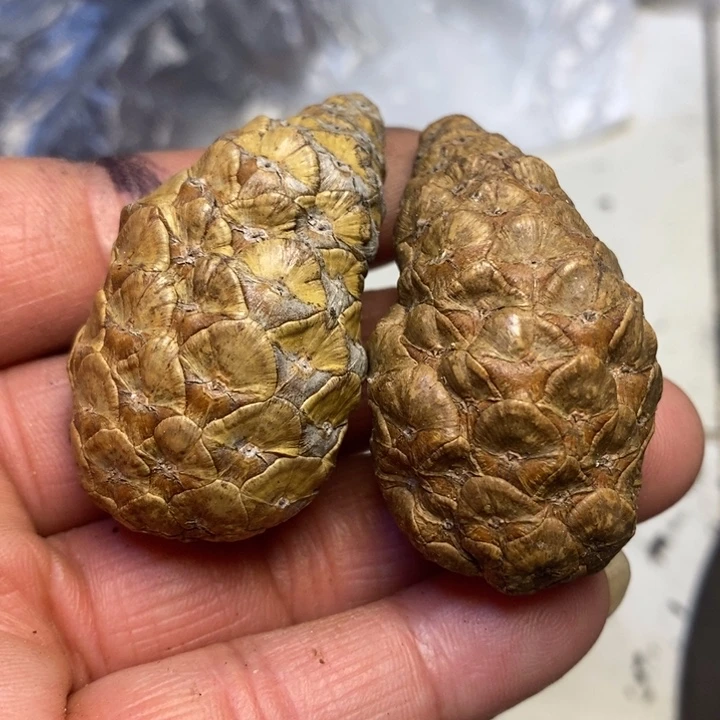 文玩核桃吊坠东北特产123