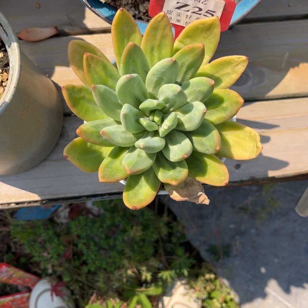 球*多肉植物111111111