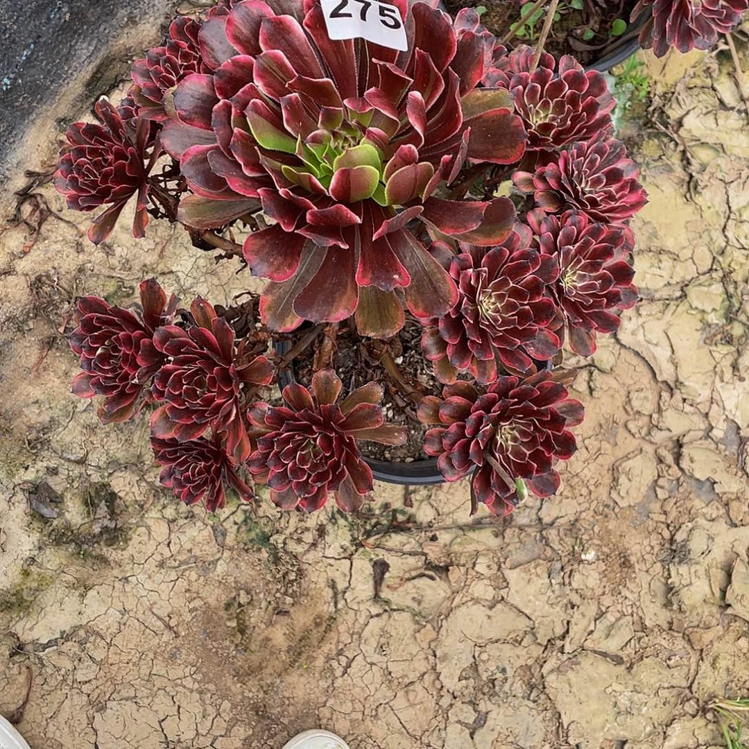 多肉法师275号油墨画发货不包损