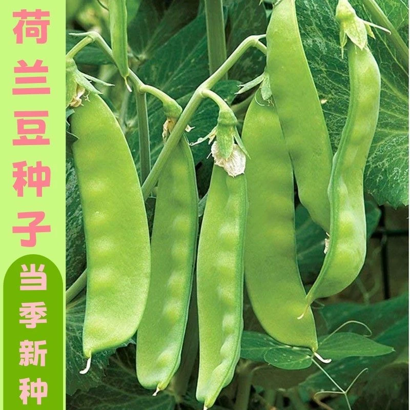 软荚甜脆荷兰豆种子春夏秋四季播种大荚菜豆豌豆豆角种子农家蔬菜