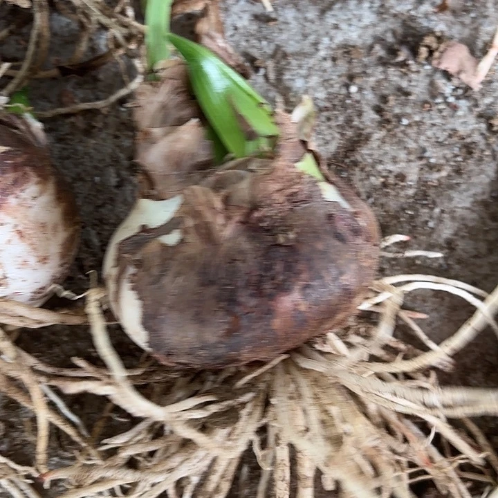 甜蜜有标包对版六➕带花剑