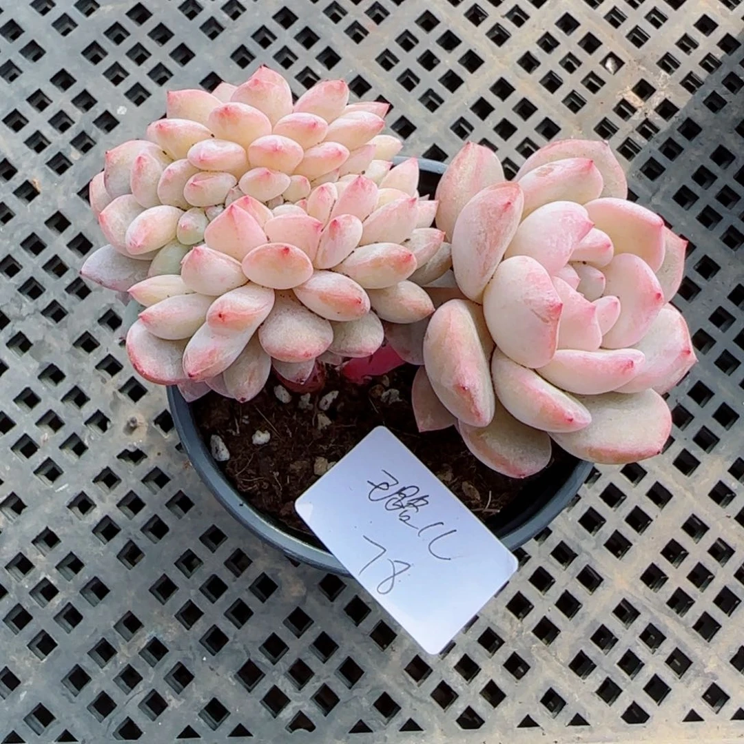 璐*橙子小树缀，璐儿，