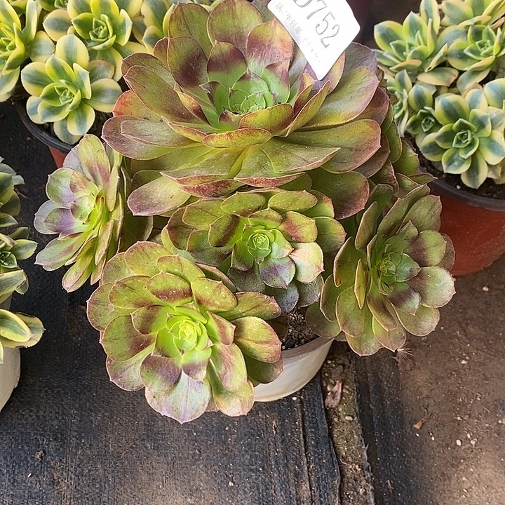 752万黑多肉植物法师
