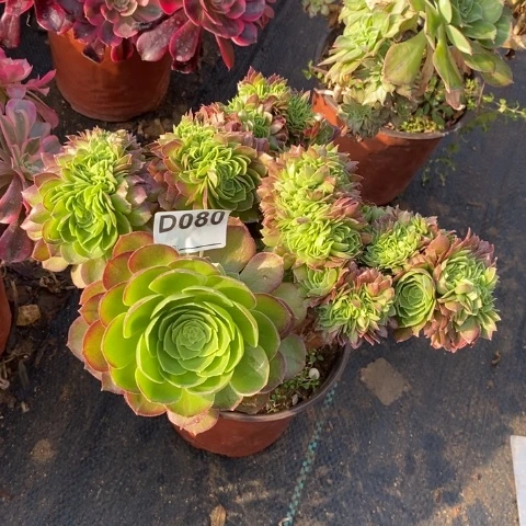 圣罗兰缀多肉植物法师