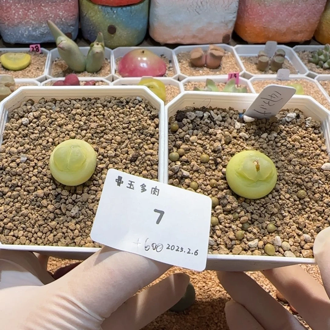 叼*多肉多肉多肉2.6-007