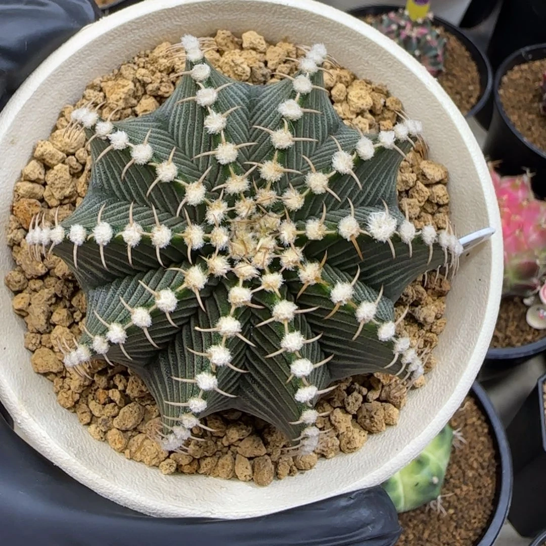 泰系实生密纹肋骨9r001