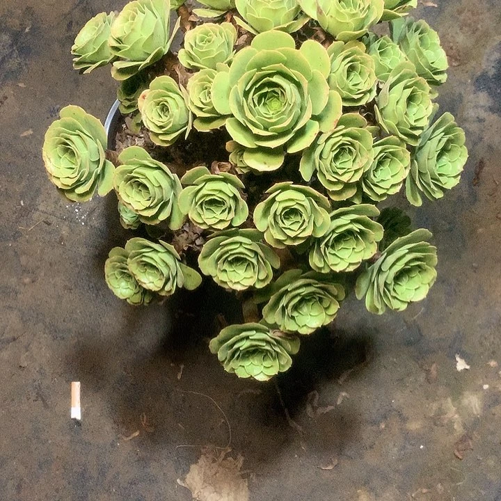 多肉多肉多肉绿羊绒193