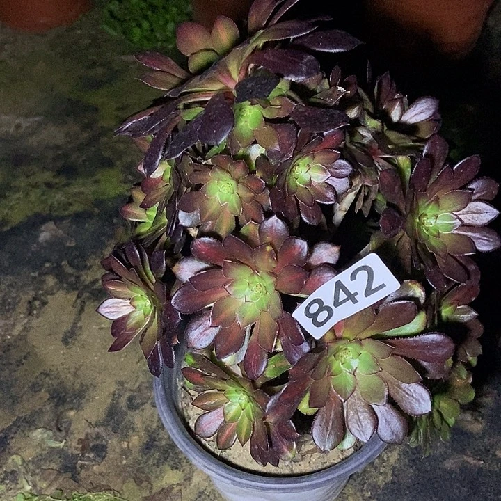 黑瞳中班月亮石842多肉不包断