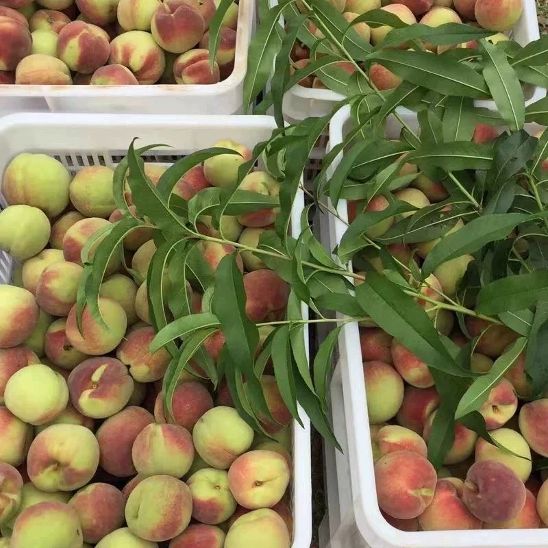 正宗冬桃应季水果新鲜硬桃毛桃食用