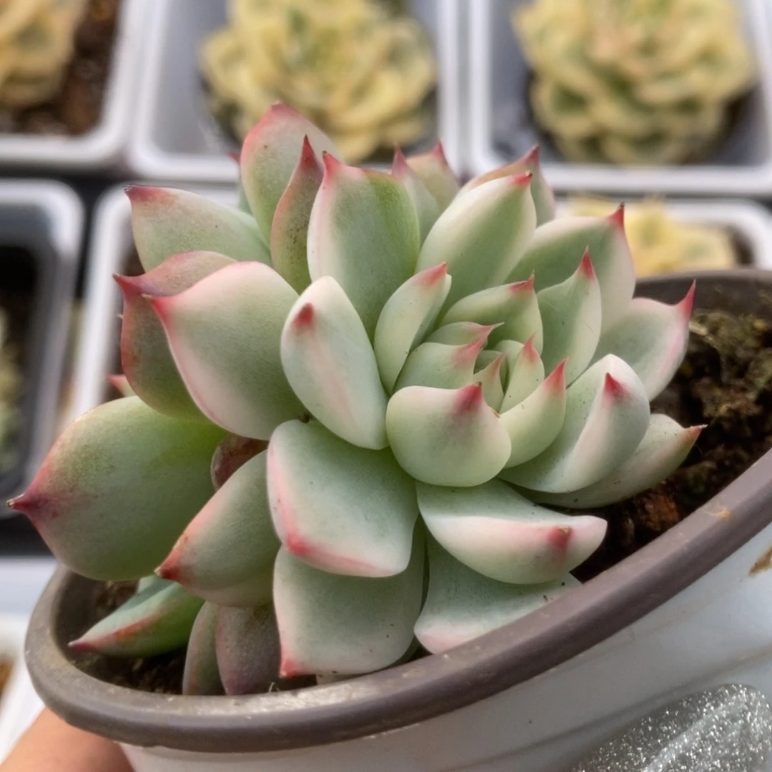 015锦锦锦锦锦锦锦锦
