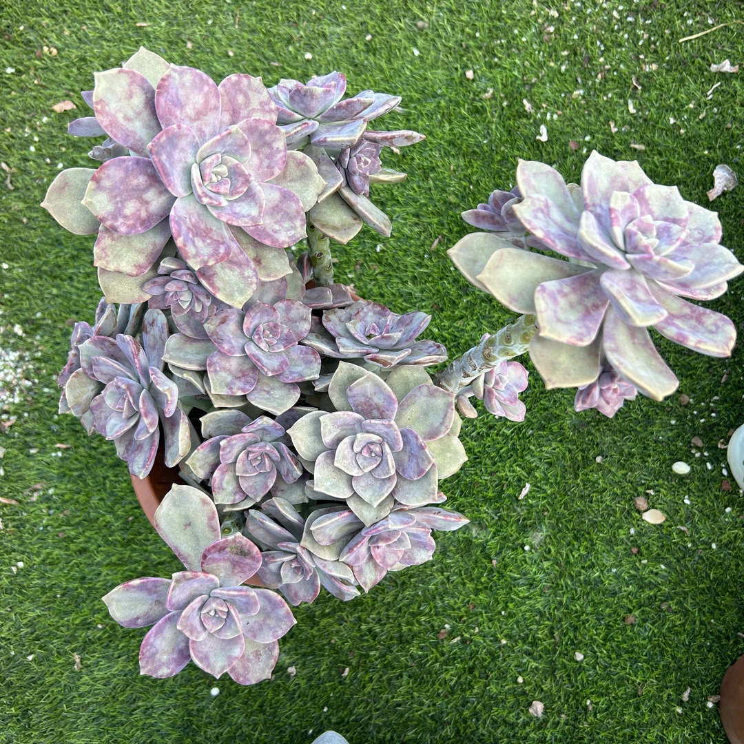 【紫乐】整桩老桩飘枝妖桩法师缀化单头捧花整群盆栽盆景好养