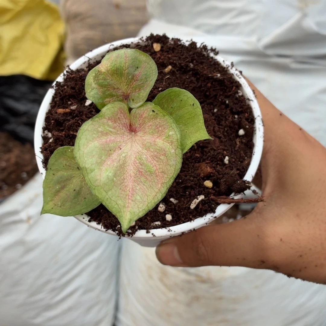 知***侠大部分开放少量花苞B088