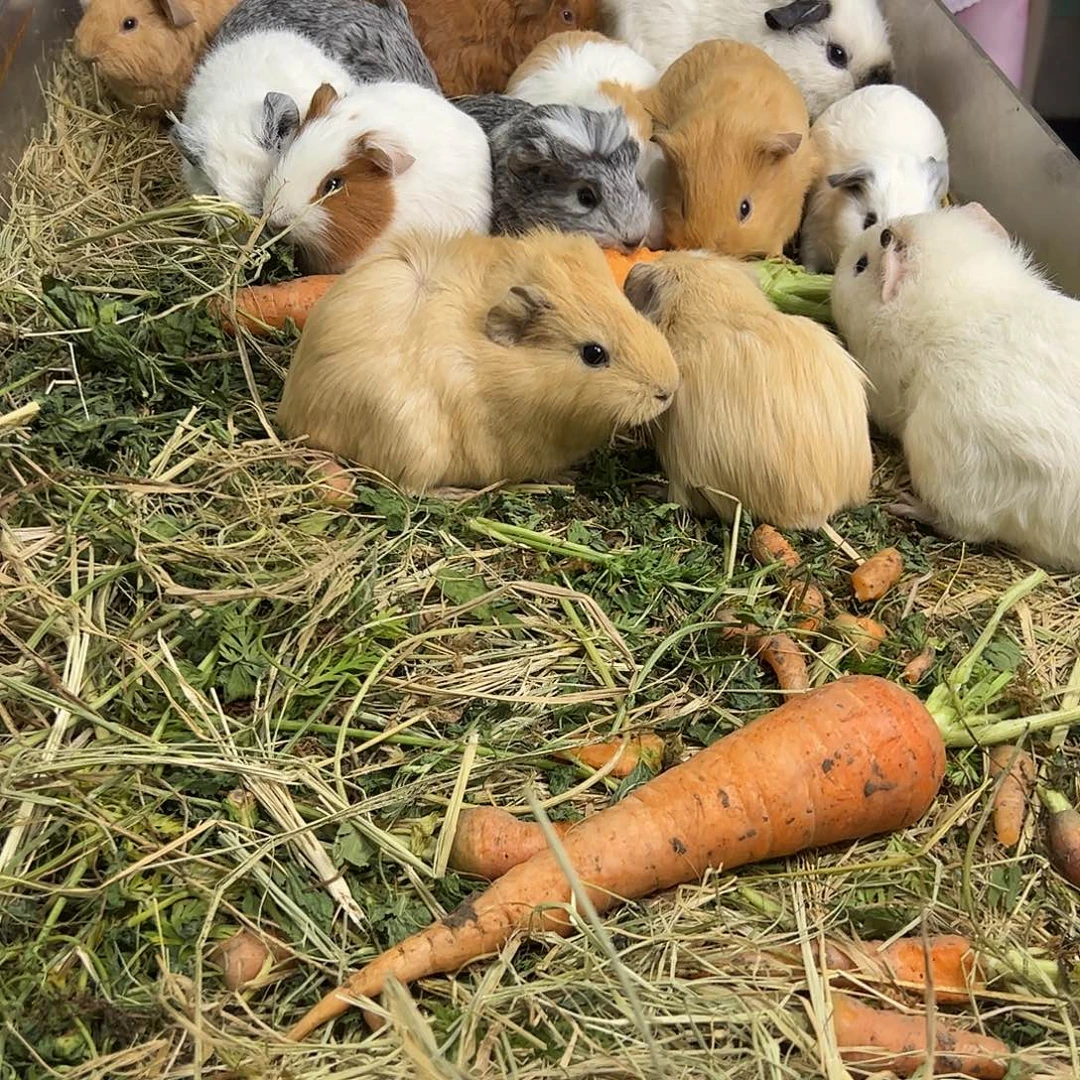 黄色英短弟弟238可爱