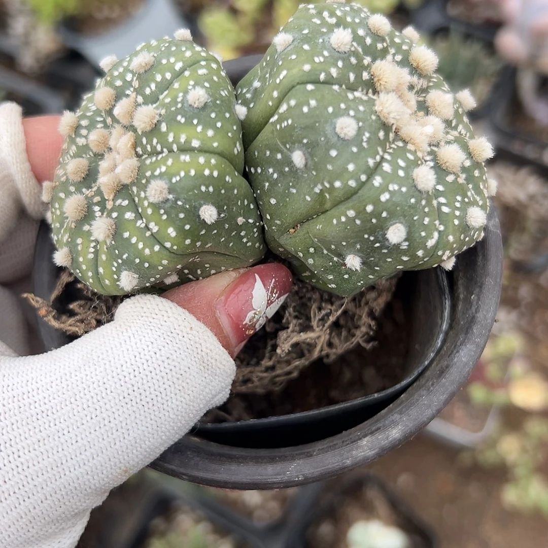 多肉植物双头星兜