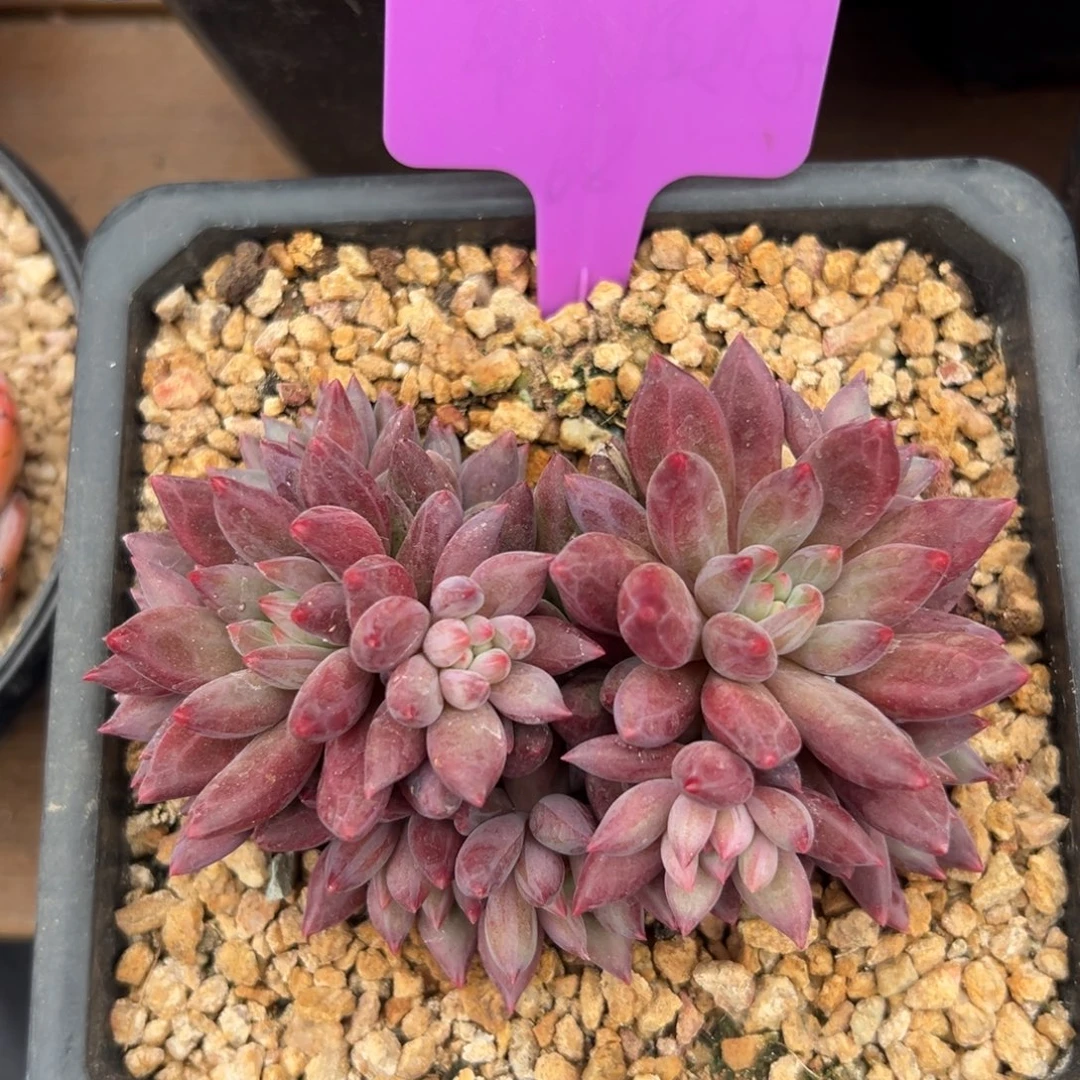 车厘子1111111111111111