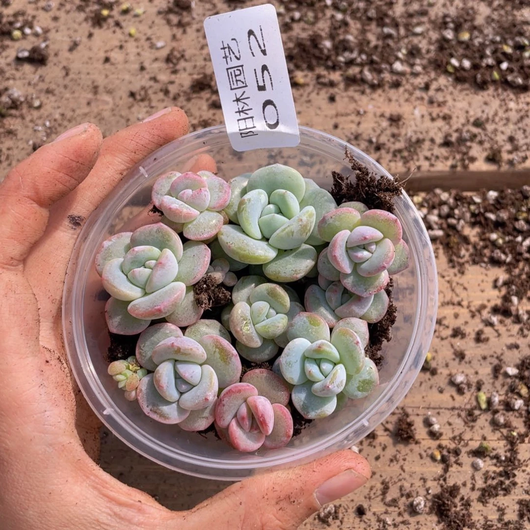 K**.多肉植物多肉植物52