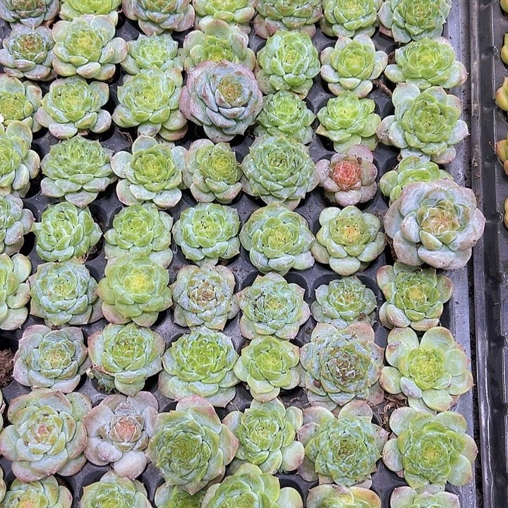 穴盘老糖心4个19包邮