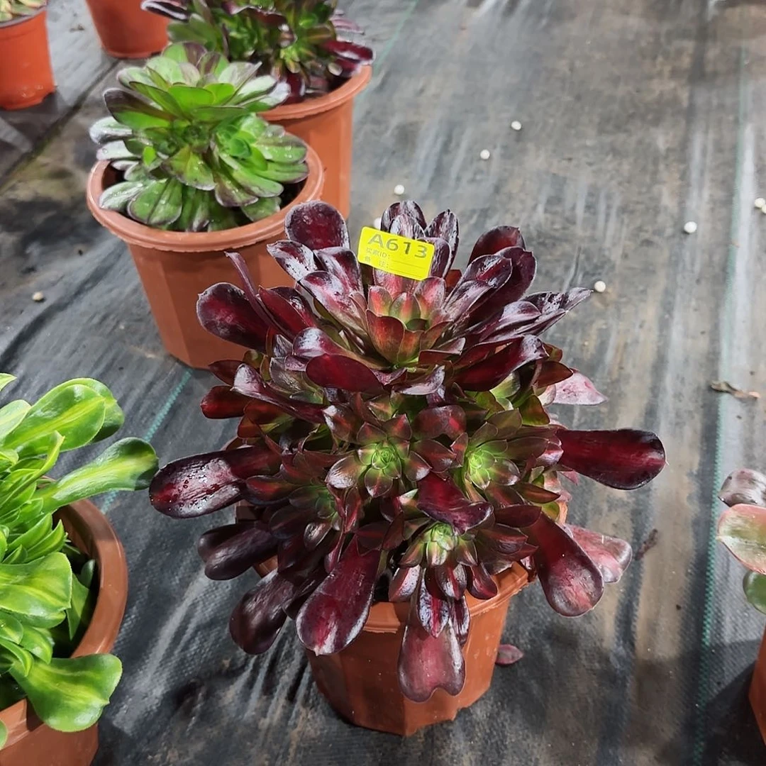 花娜法师多肉植物613