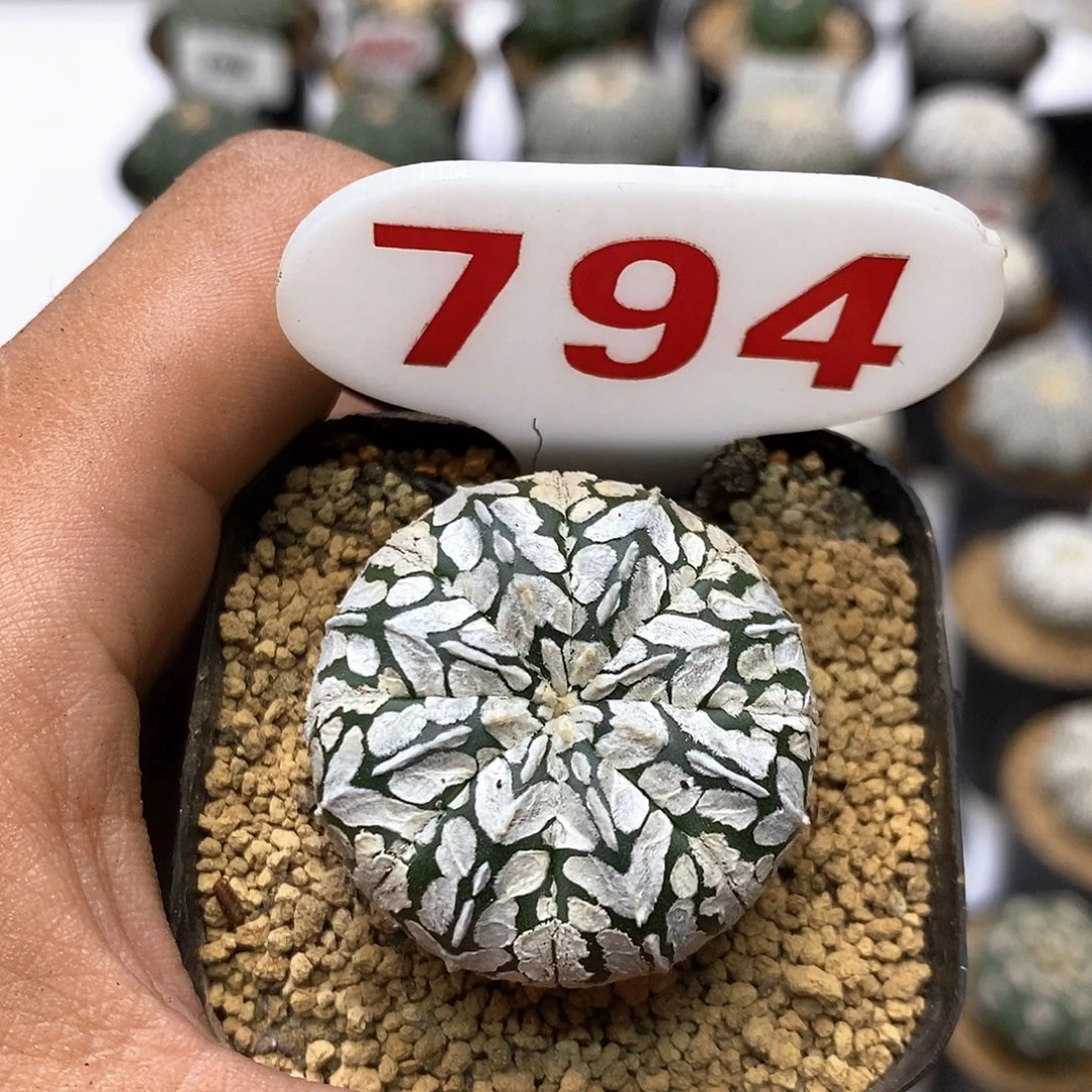 794福利特价咯啦了活动