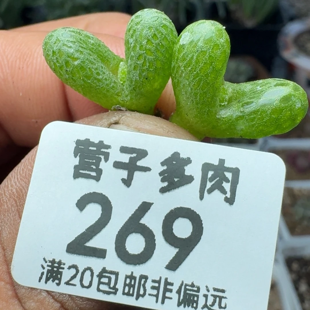 妖奇玉两颗。