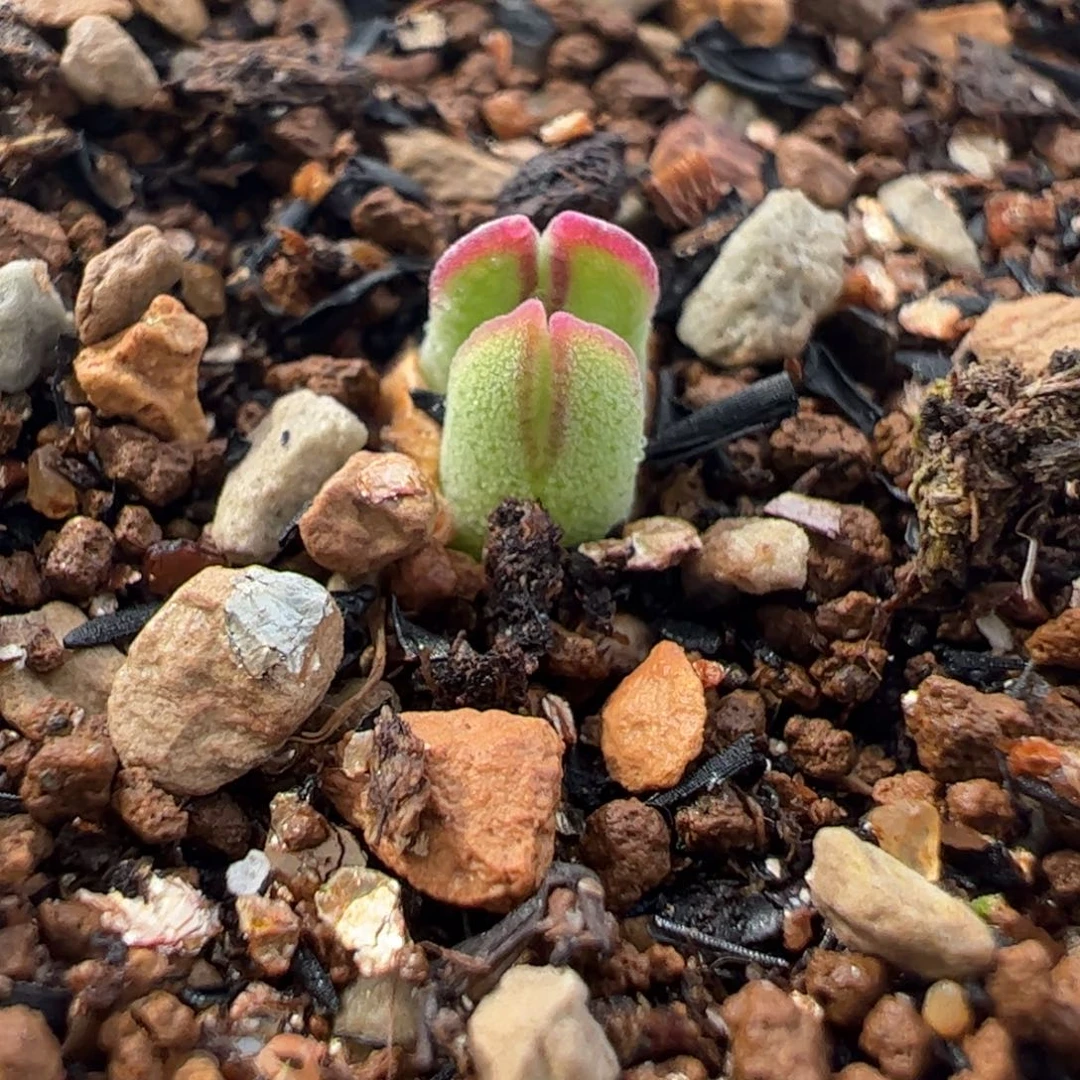 0741多肉植物组合