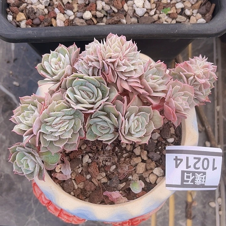昂斯诺朵朵缀10214多肉植物