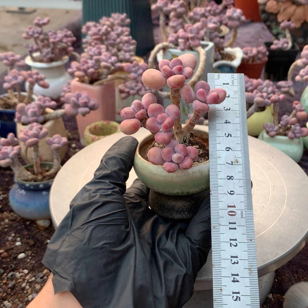 42号带盆偏远地区不包邮的