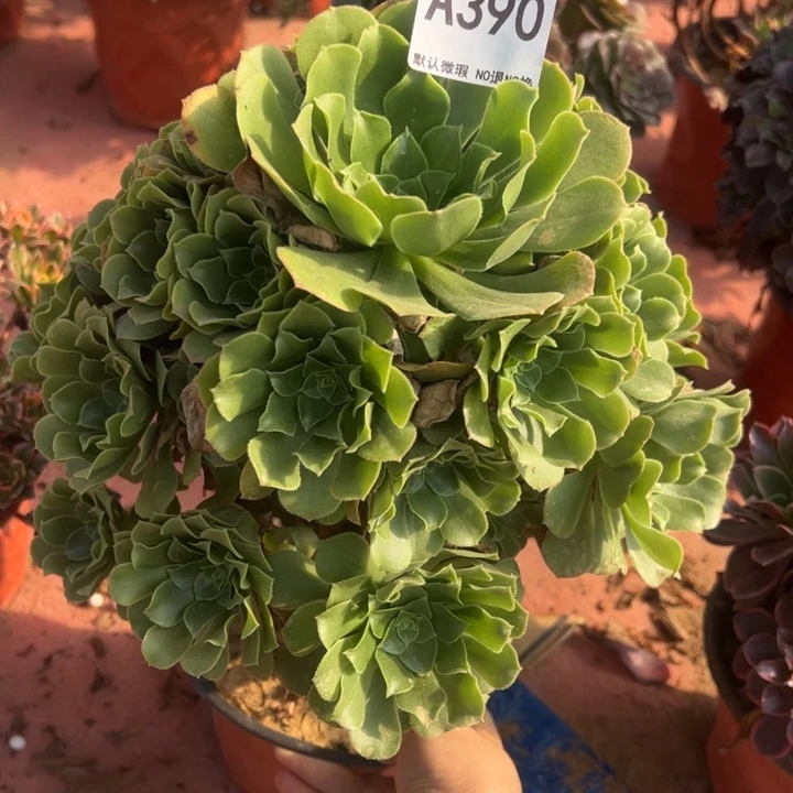 绿杨蓉多肉植物390.
