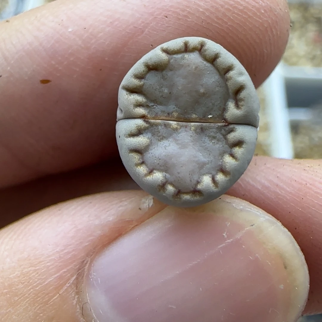 547饼干秒生石花大棚直播