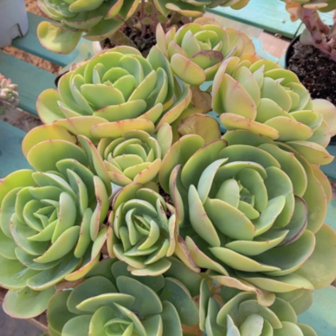 【闪购商品】碧桃0217