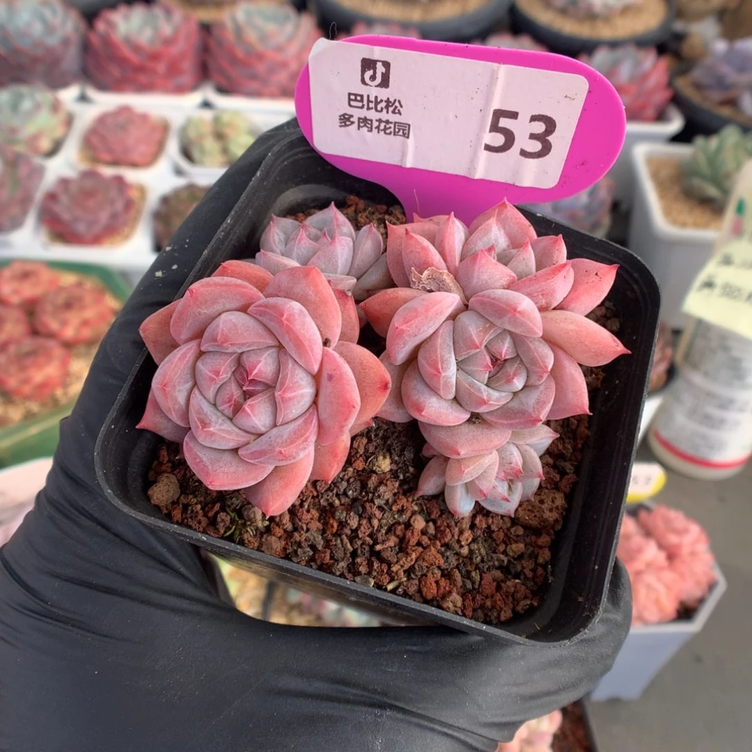 53 粉钻六头不包整