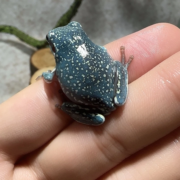 老爷树蛙12 魔鬼蓝高级感金暴雪