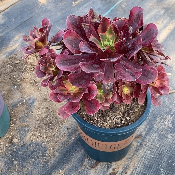 美杜莎60多肉植物法师法师