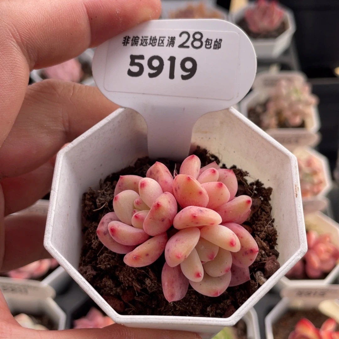 林依晨5919-4.5厘米