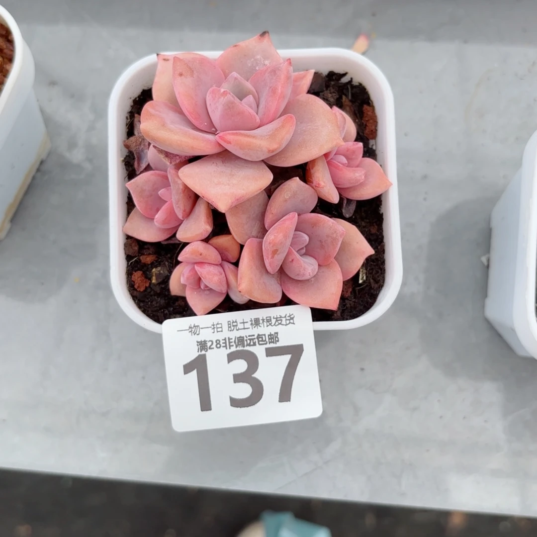 彩虹糖无盆土发货