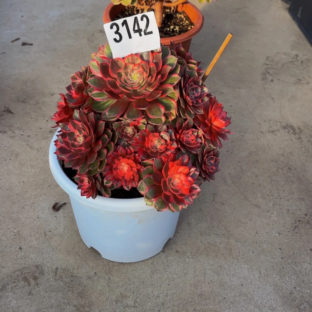 无花朵3142黑魔锦111111111