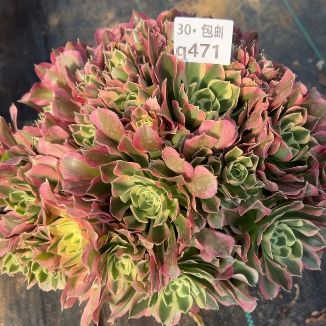 471白凤多肉法师