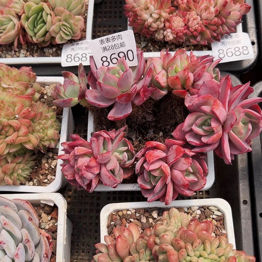 9号念**往多肉一物一拍8690