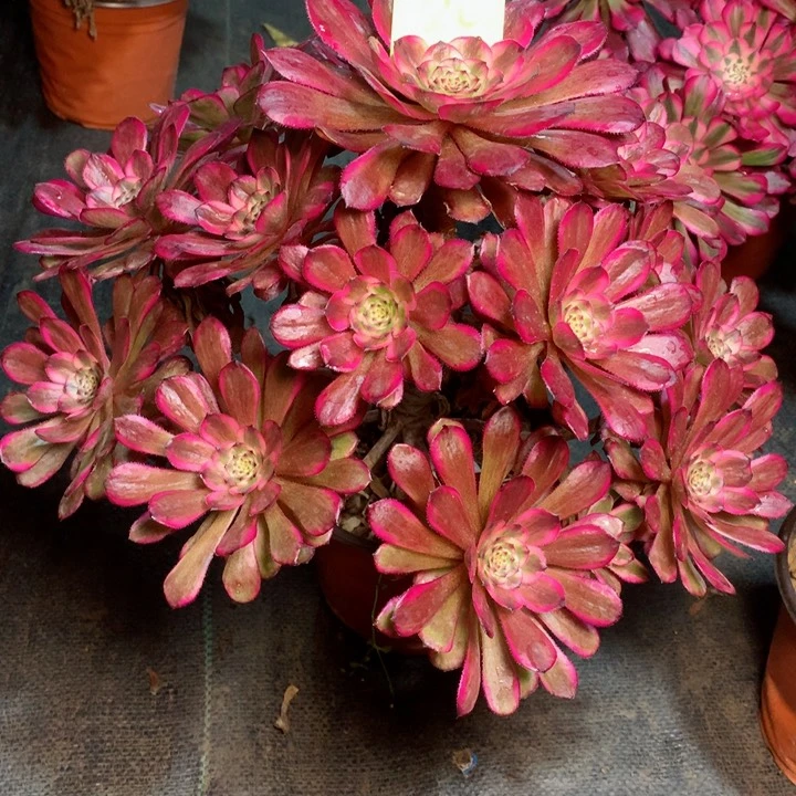 110红金刚多肉111111