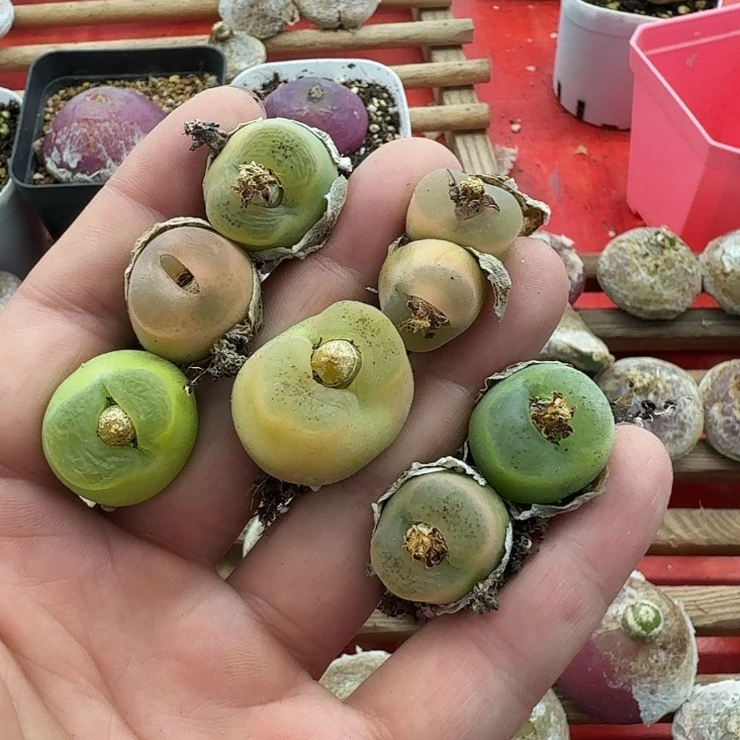 K276，一共7颗，一物一拍