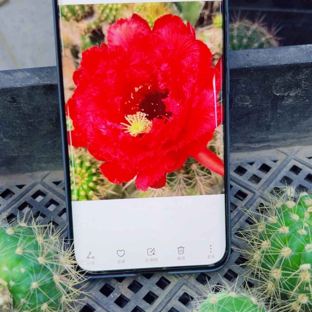 下21毛五花牛斑点歪无根侧芽4公分左右20包邮